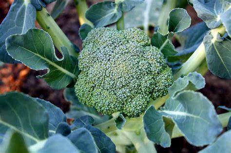 Il broccolo bio di Annone Brianza