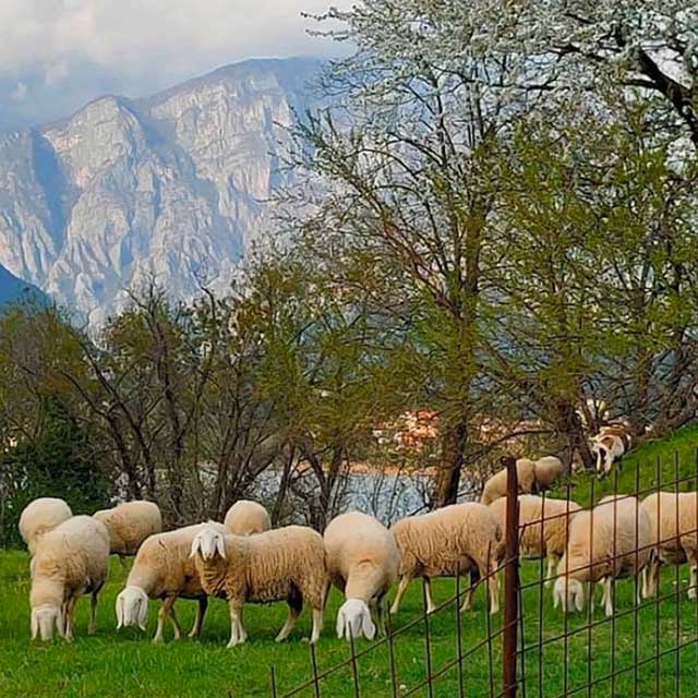 pecore ad Annone Brianza